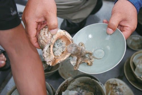 태안 해역 발굴의 시초가 된 '주꾸미'