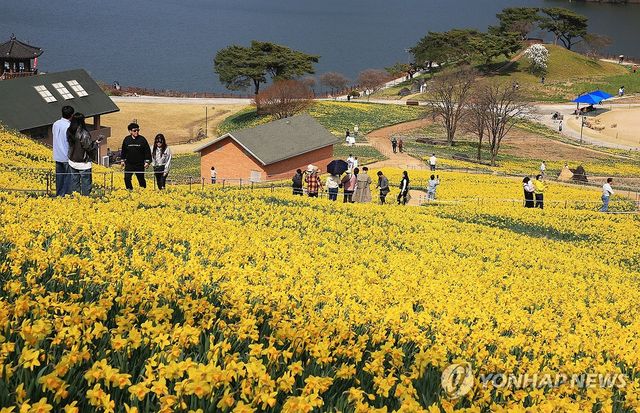 봄빛 수선화로 물든 지리산 치즈랜드
