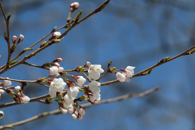 물향기수목원 왕벚나무 벚꽃