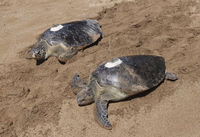 바다거북, 바다 방류