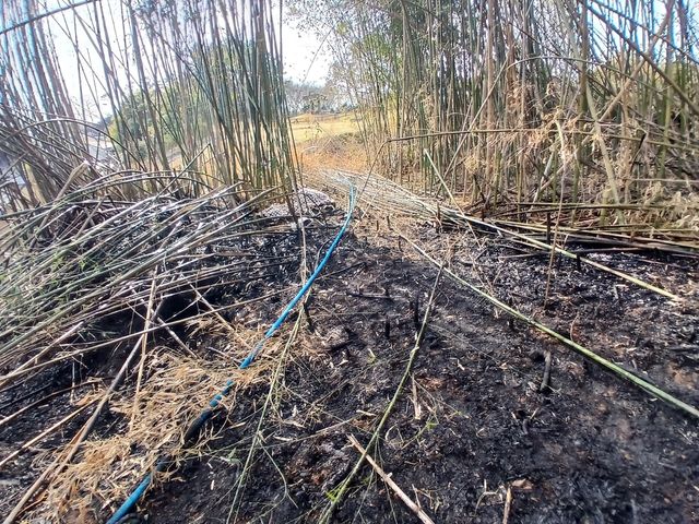 불이 난 대나무밭