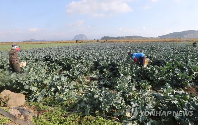 제주 월동채소 수확
