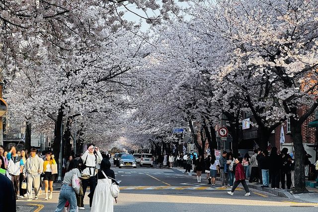 지난해 벚꽃이 만개한 마포구 토정로