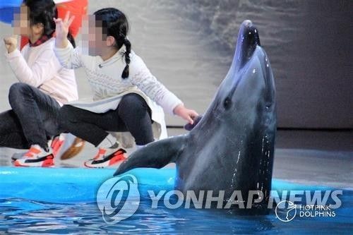 2019년 진행된 돌고래쇼