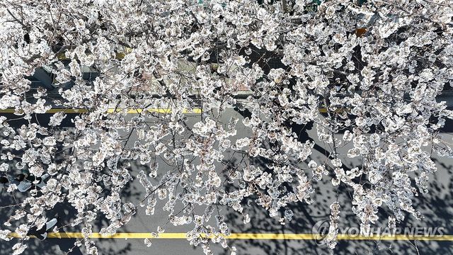 벚꽃 활짝 핀 제주