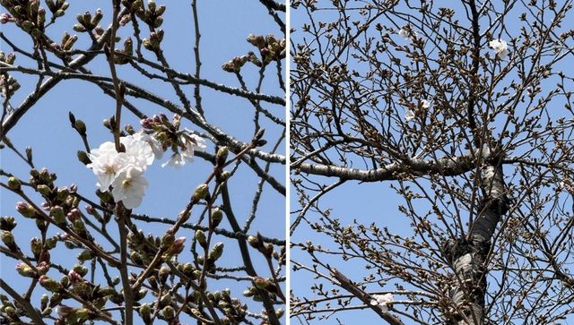 제주지방기상청 내 계절관측용 벚나무 개화