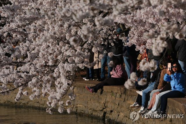 워싱턴DC 인공호수 타이달베이신의 벚꽃