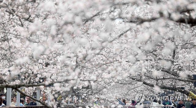 진해군항제 벚꽃