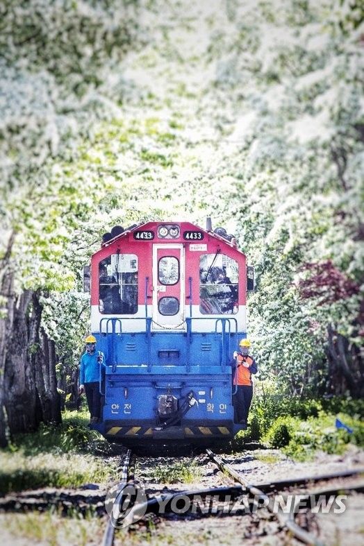 이팝나무 사이로 달리는 화물 열차