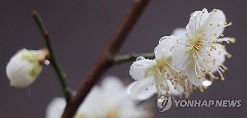 물방울 머금은 꽃