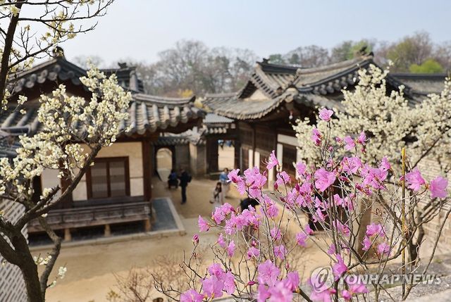 봄꽃 핀 창덕궁
