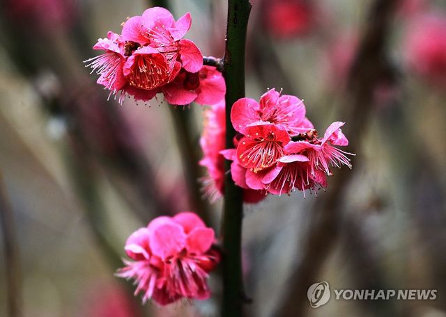 붉은 매화 위 내려앉은 봄비