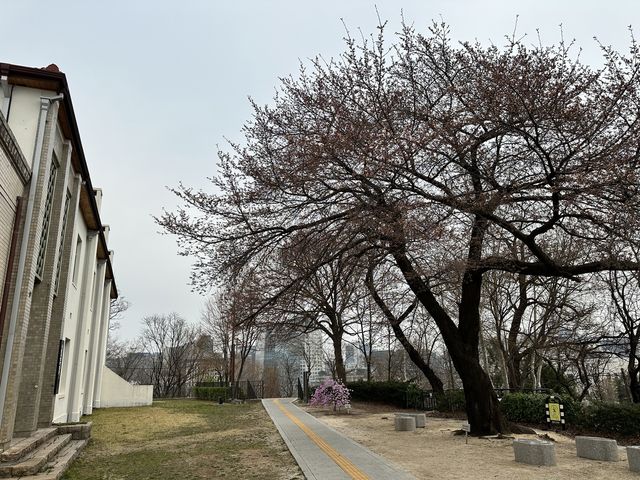 29일 서울 종로구 서울기상관측소 앞 왕벚나무 모습. [기상청 제공. 재판매 및 DB 금지]