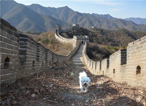 AI 생성 이미지 서비스로 형성한 '만리장성을 걷는 반려견'.