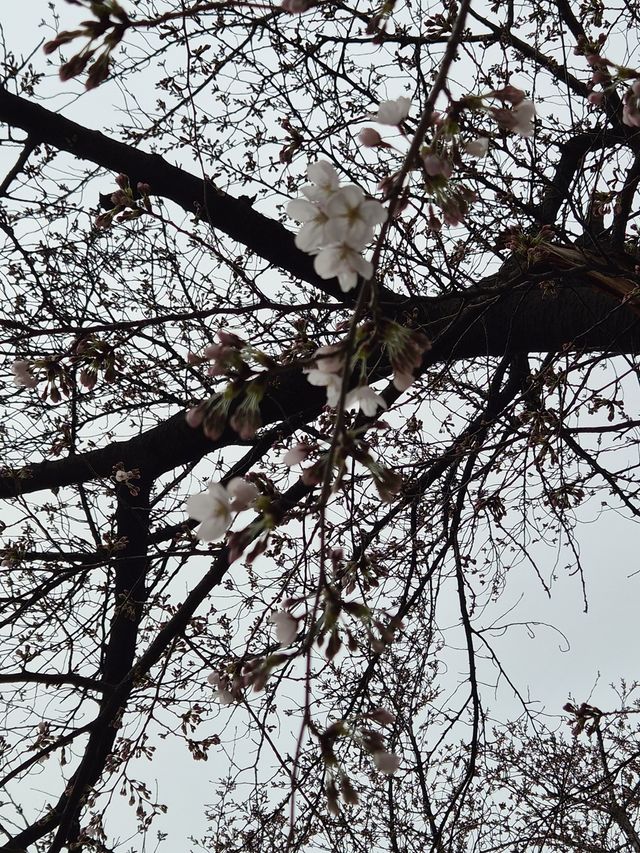 29일 서울 영등포구 여의도동 윤중로 벚꽃 모습. [기상청 제공. 재판매 및 DB 금지]