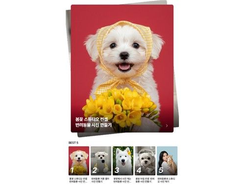 'AI 놀이터' 반려동물 콘셉트 콘텐츠 모음