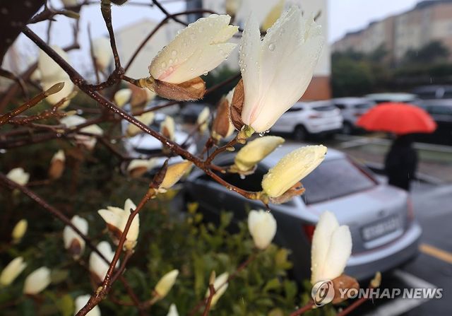 봄비 머금은 목련꽃