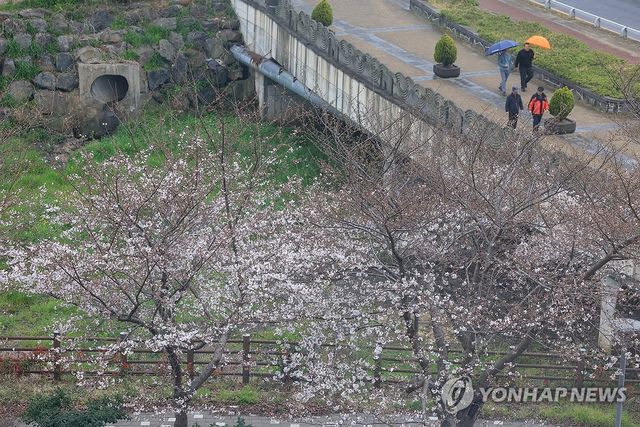 봄비 내리는 제주