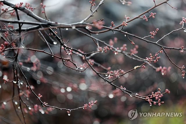 대구 달성군 화원읍 남평문씨본리세거지의 나무에 빗방울이 맺혀있다. [연합뉴스 자료사진]