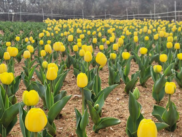 신흥공원 꽃바람정원에 핀 튤립