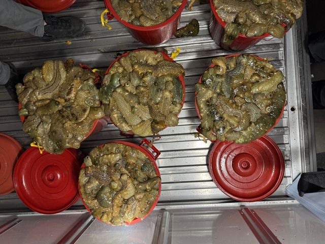 불법 채취한 해삼