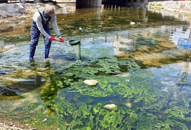 의정부 도심 하천에 때이른 녹조