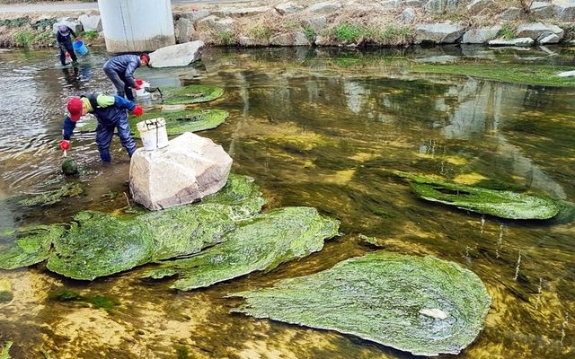 의정부 도심 하천에 때이른 녹조