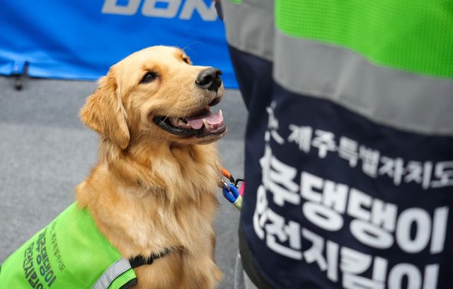 댕댕이 안전지킴이