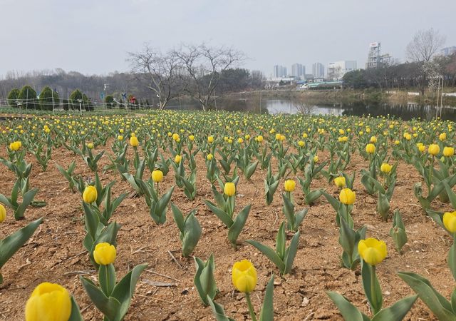 신흥공원 수놓은 튤립