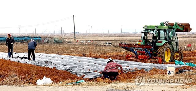 농사 준비로 바쁜 교동도 들녘