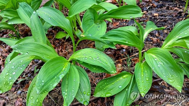 봄비가 반가운 초록빛 명이나물