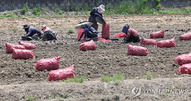 경남 창녕군 대지면 마늘 농가