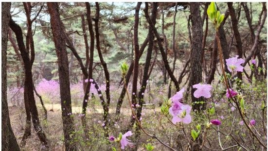 세종대왕릉 진달래숲길