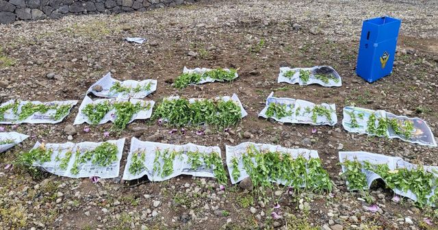 해경에 압수된 양귀비