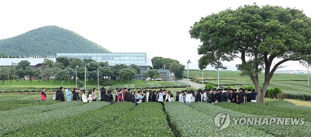 제주 오설록 녹차밭 찾은 수학여행단