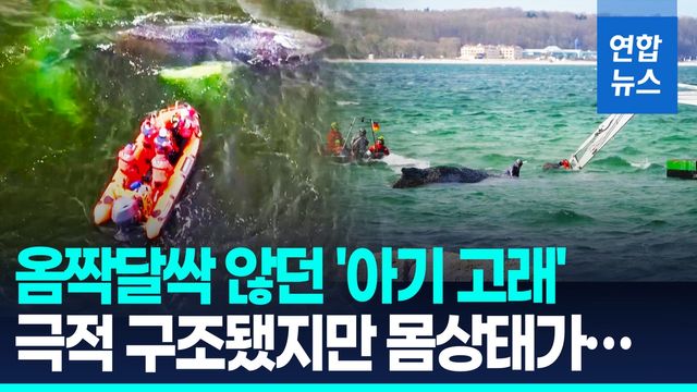[영상] 안락사 문턱까지 갔다…두 번 좌초한 아기 고래의 사투 - 2