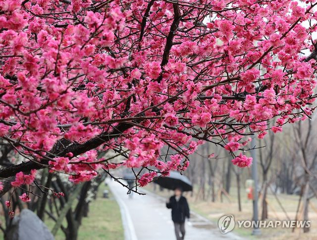 '비와 꽃이 만들어낸 풍경'…전국 곳곳 봄비