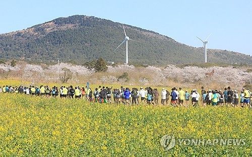 유채꽃과 벚꽃 보며 달리기