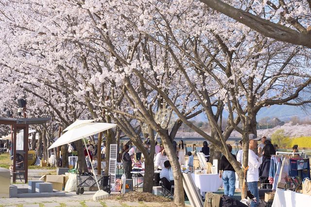 구례300리 벚꽃축제 