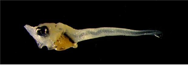 동해 강원 북부 해역에서 채집된 어린 참다랑어