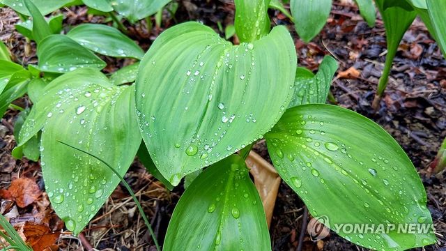 봄비 맞는 명이나물