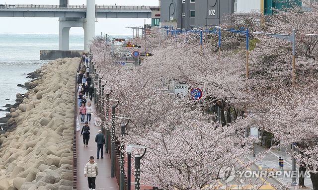 벚꽃길 따라 산책