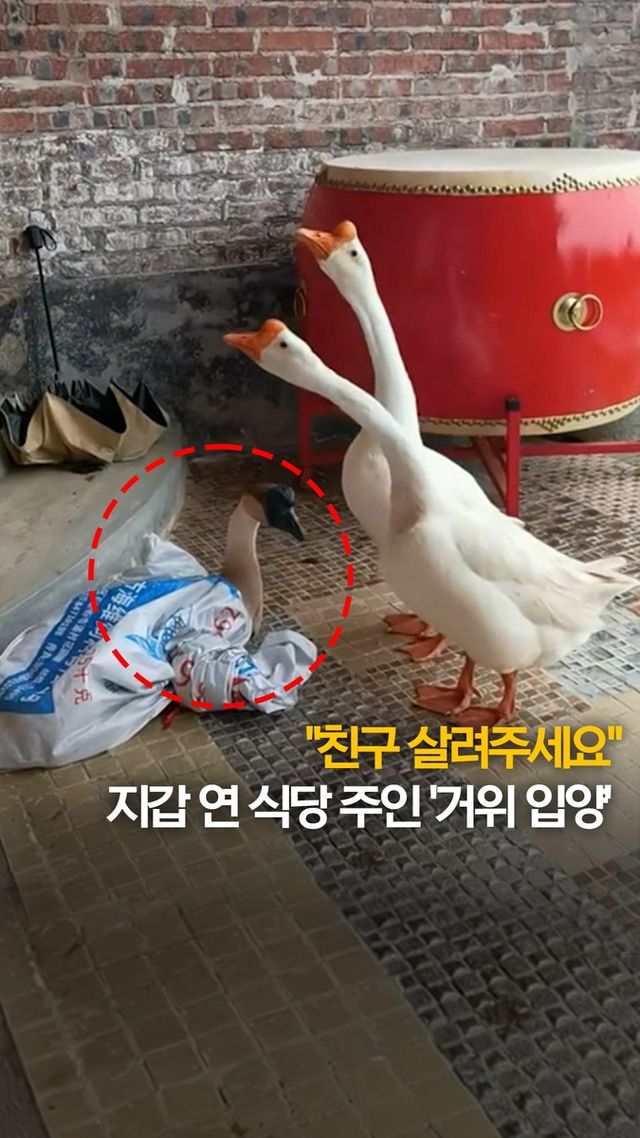 [쇼츠] "친구 살려주세요"…지갑 연 식당 주인 '거위 입양' - 2