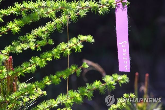 '치유의 길' 외씨버선길