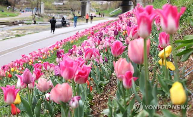 봄비 머금은 튤립 활짝