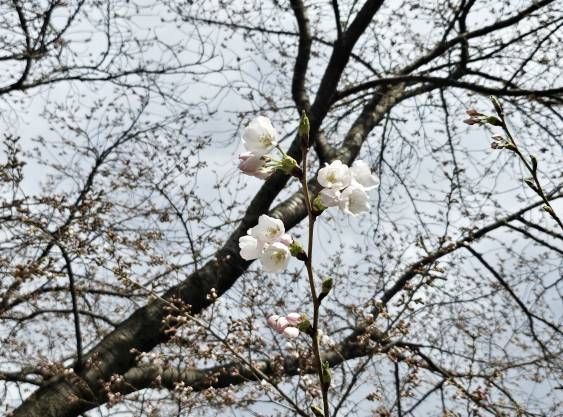 31일 계룡산 벚꽃 군락단지에 핀 벚꽃