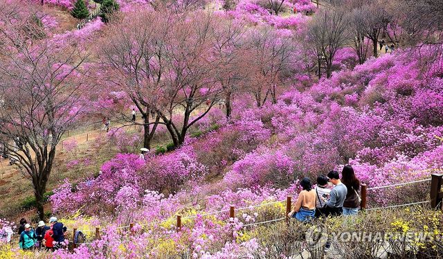 연분홍빛으로 물든 진달래동산
