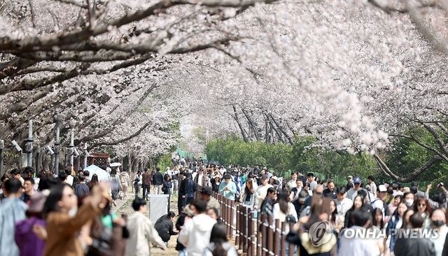 진해군항제 벚꽃 인파