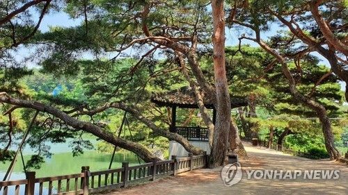 의림지 제림 소나무