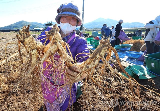 '6년근 인삼이요'